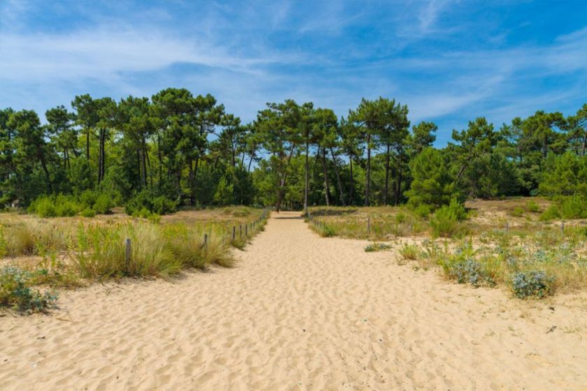 Plages de sables bordées de pins maritimes