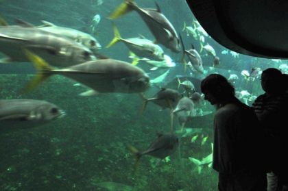 L'aquarium Nausicaa